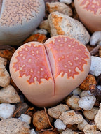 C063 	Lithops julii ssp. julii A