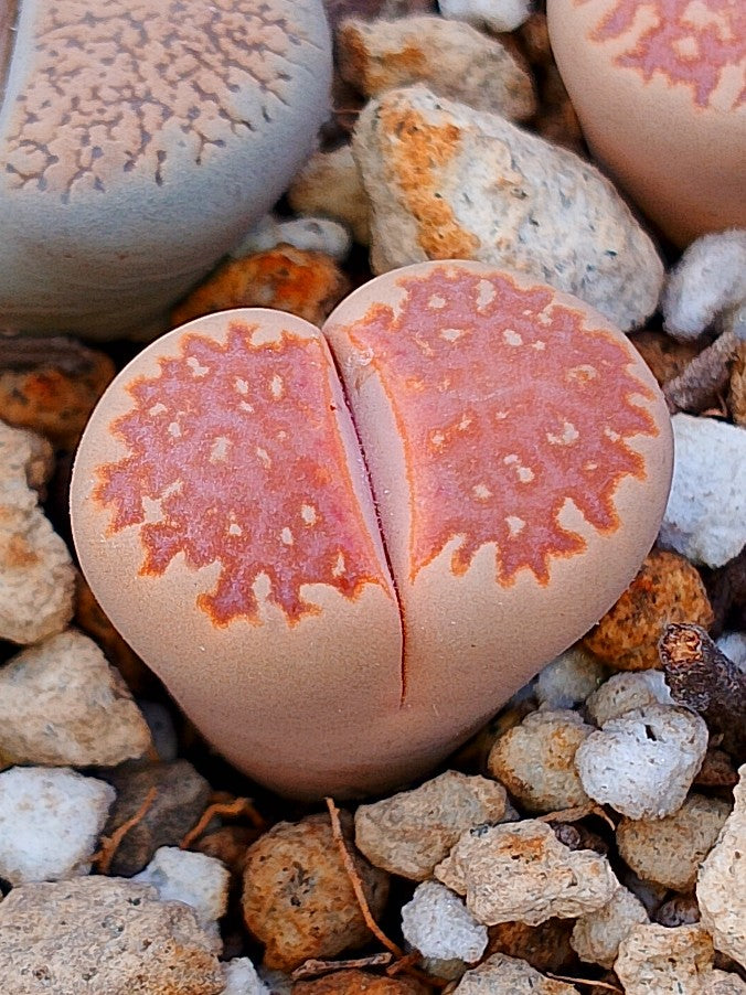 C063 	Lithops julii ssp. julii A