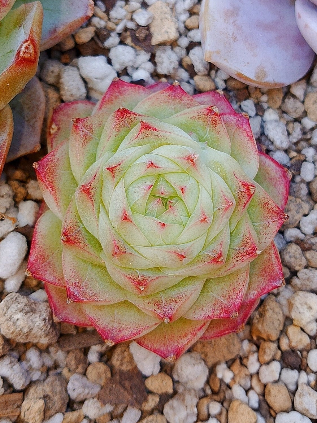 Pink Jewerly