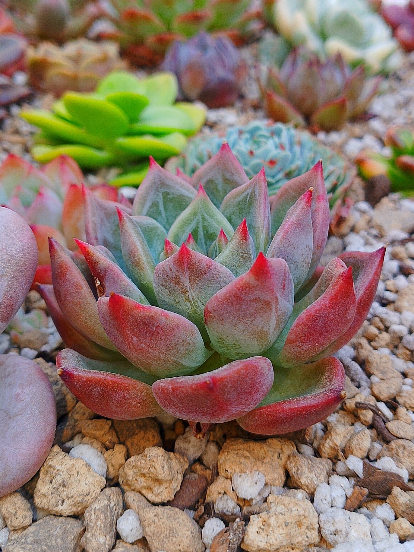 Echeveria Cindy
