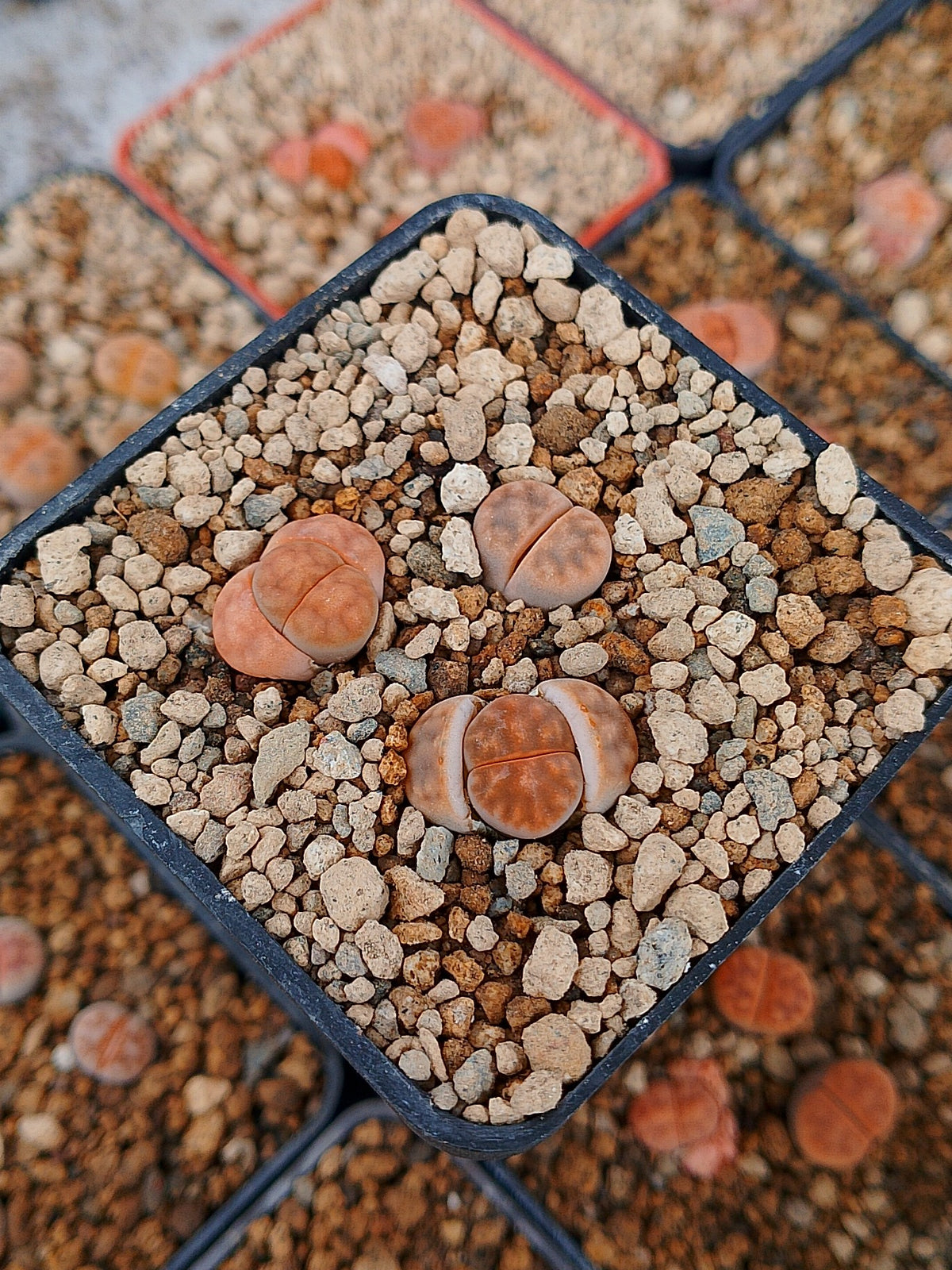 Paquete lithops Mix O | 1 año de edad