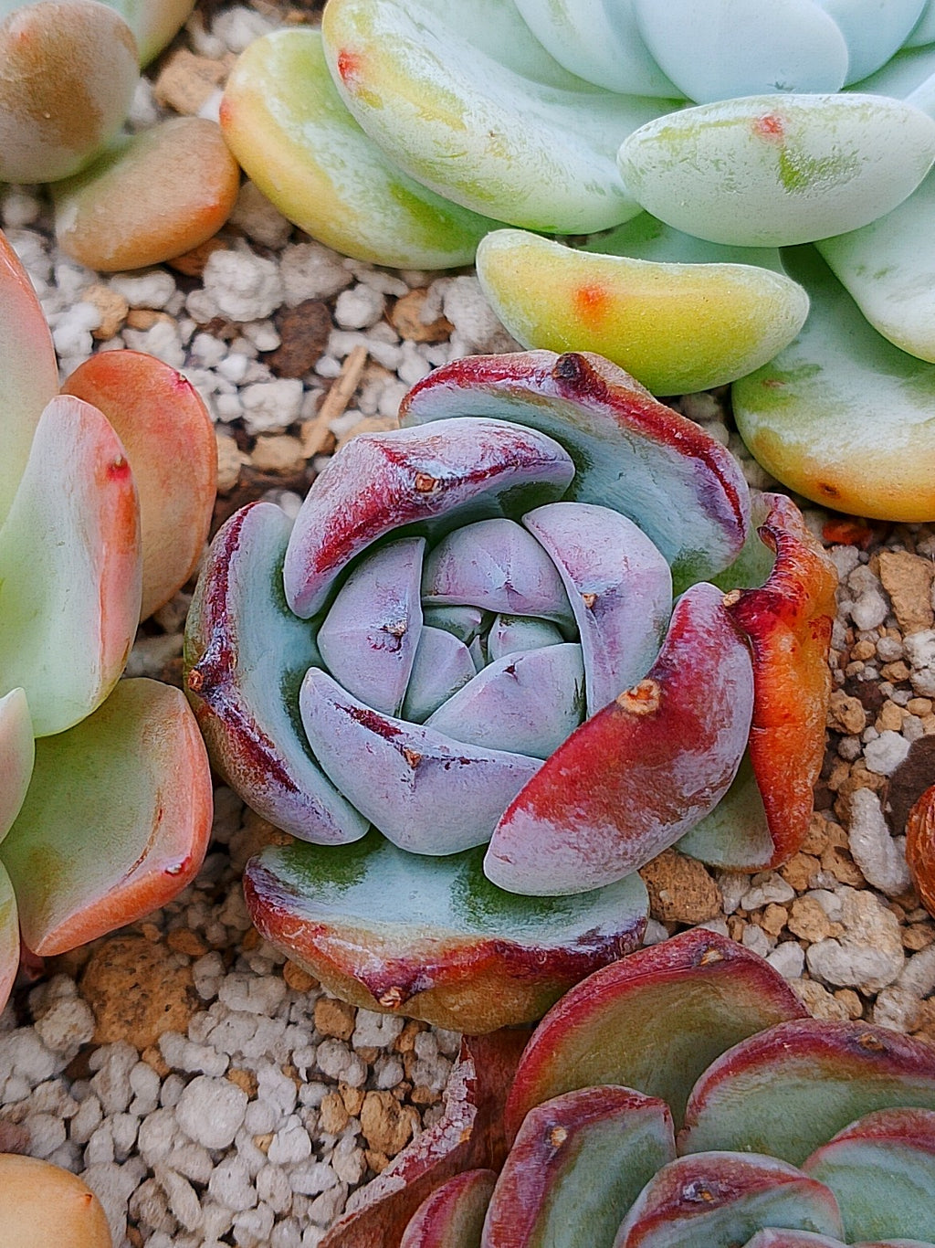 Echeveria Colorata black sabbath | maceta 3"
