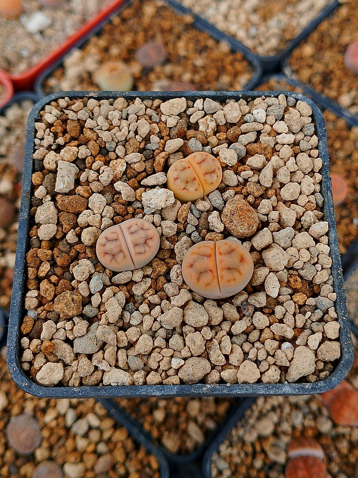 Paquete lithops Mix M | 1 año de edad