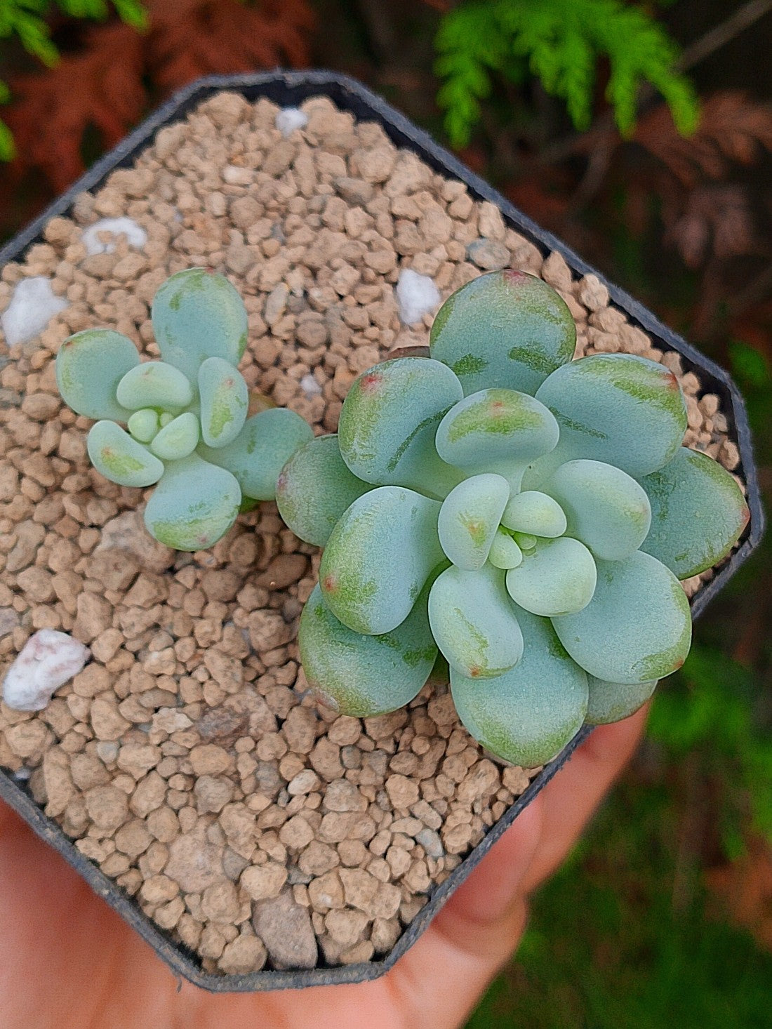 Sedum Candy B | maceta 3"