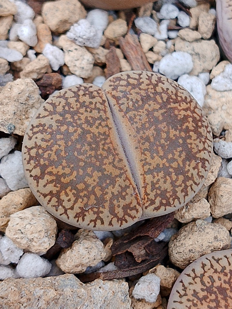 C358 	Lithops lesliei ssp. lesliei v. lesliei