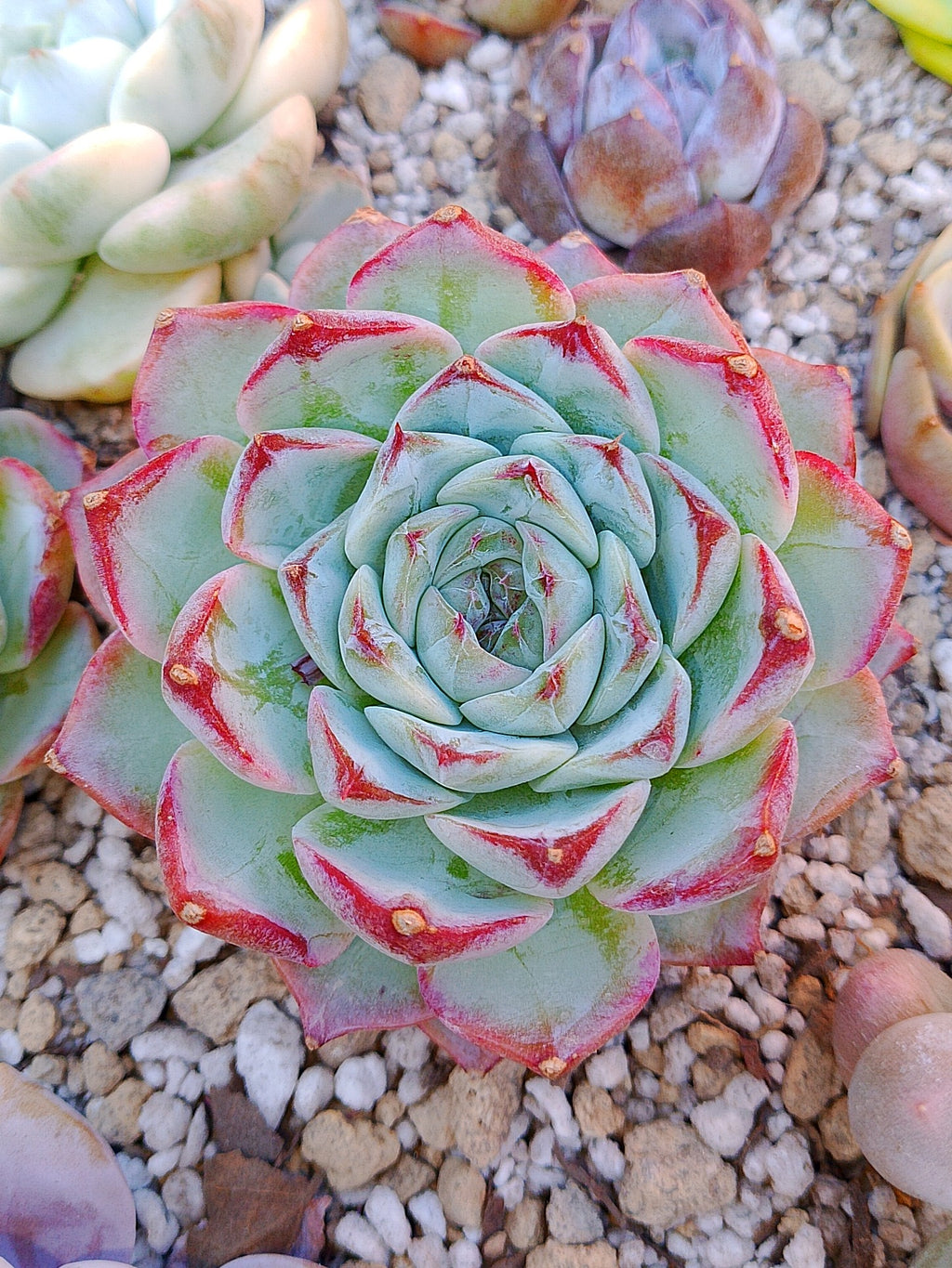 Echeveria Pomegranate D | maceta 3.5"