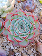Echeveria Pomegranate D | maceta 3.5"