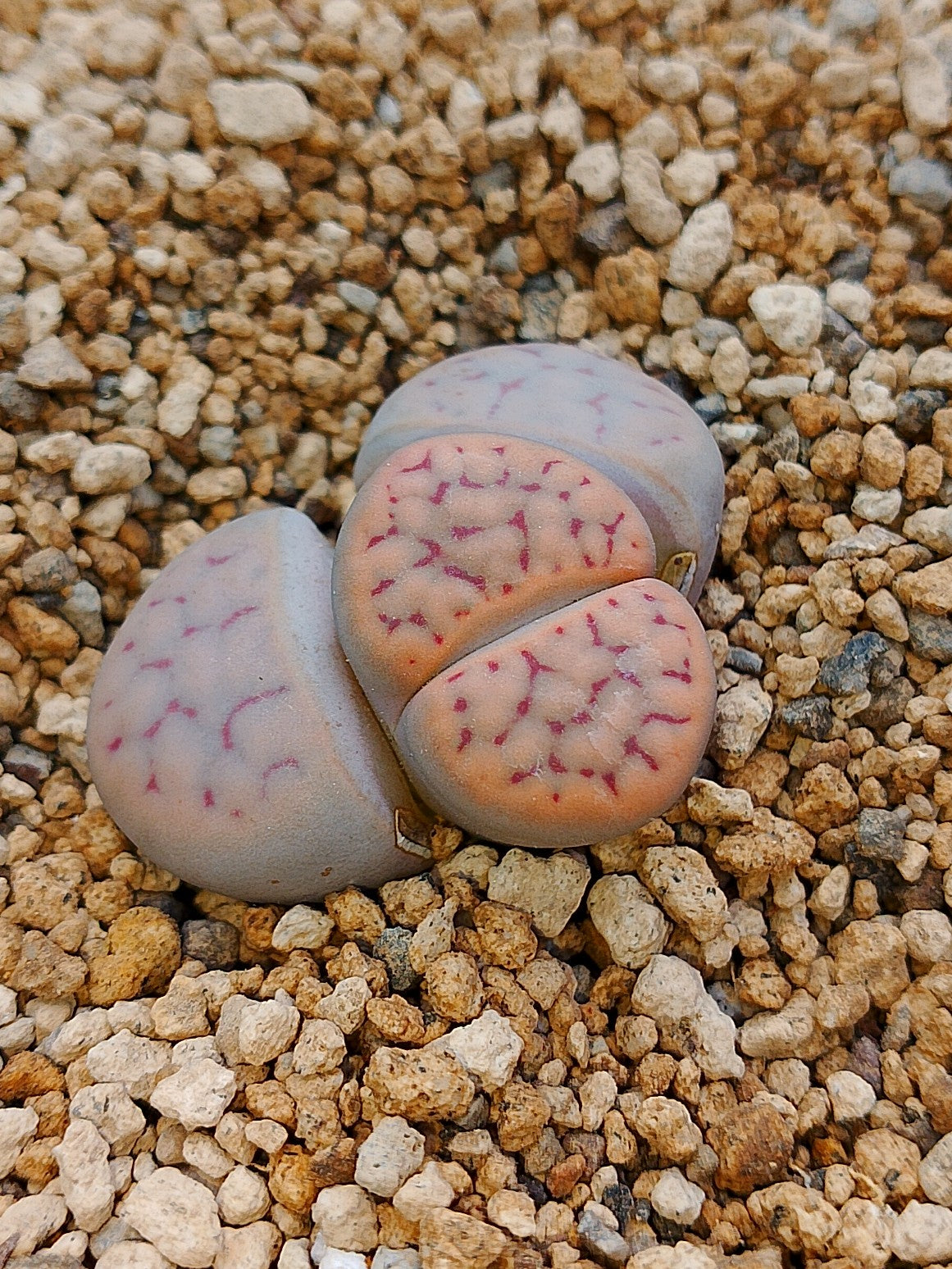 C211 	Lithops schwantesii ssp. schwantesii v. schwantesii