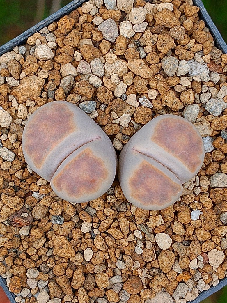 Lithops Karasmontana  | 2 cabezas