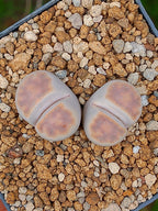 Lithops Karasmontana  | 2 cabezas