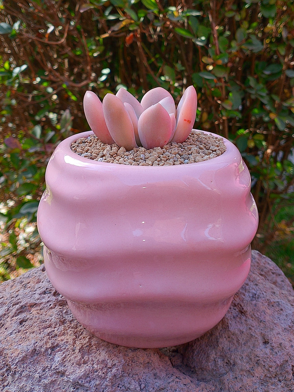 Echeveria Opalina variegada