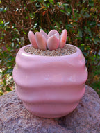 Echeveria Opalina variegada