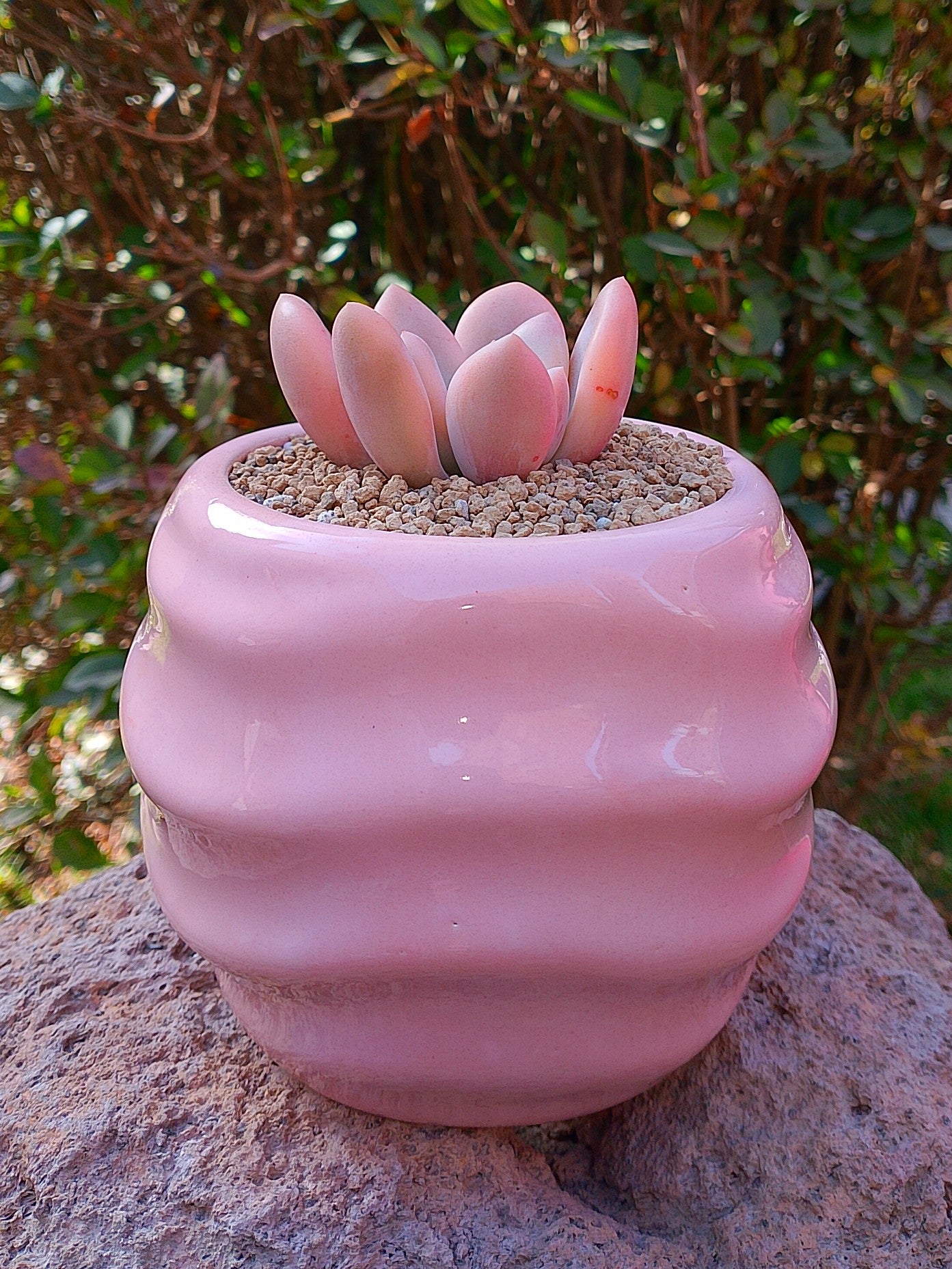 Echeveria Opalina variegada