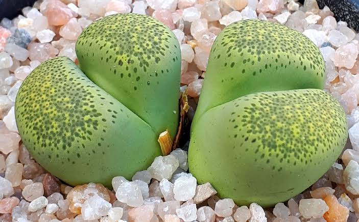 C345A 	Lithops terricolor 'Speckled Gold'
