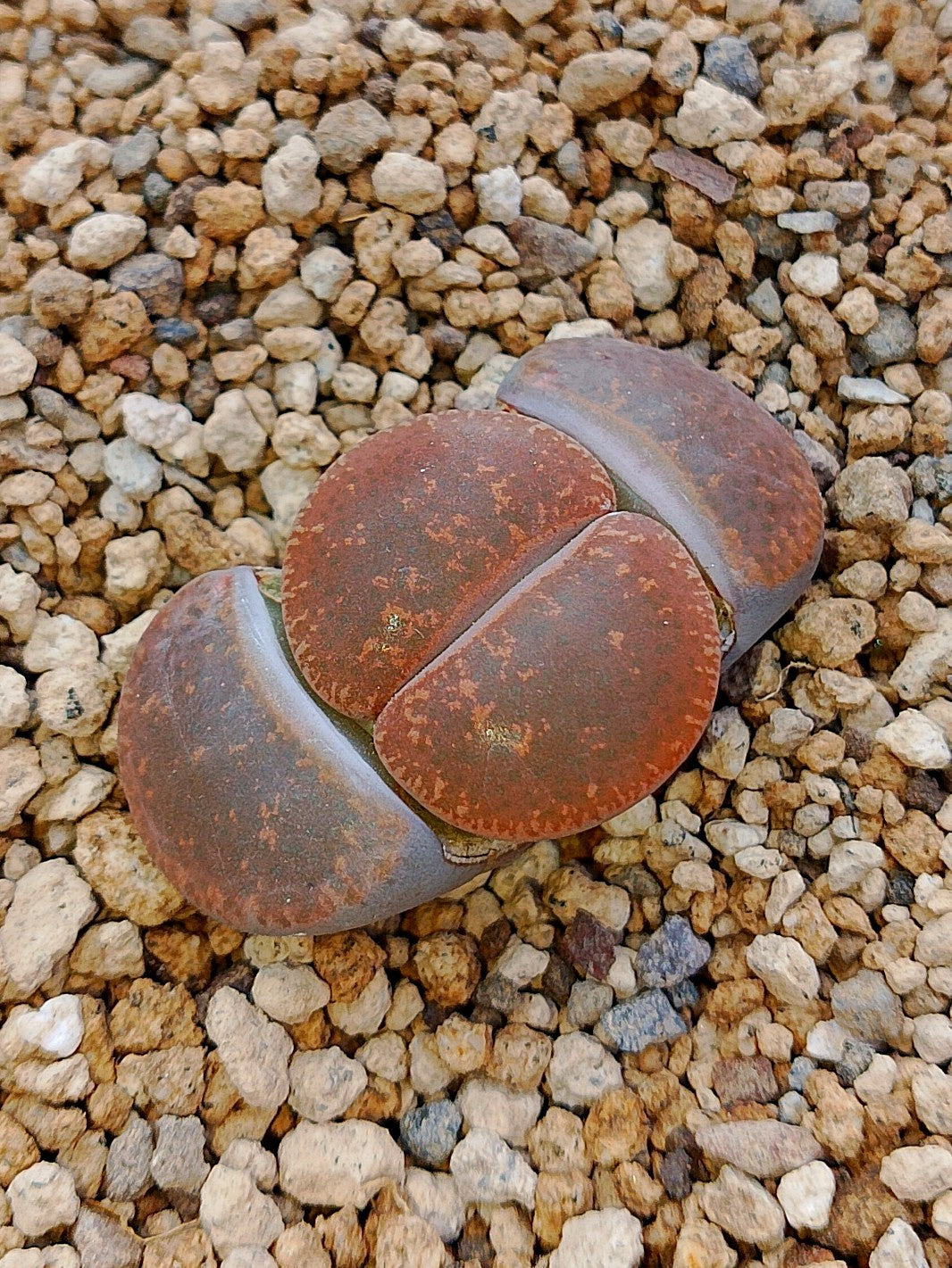 C096 	Lithops lesliei ssp. lesliei v. lesliei (Warrenton Form)