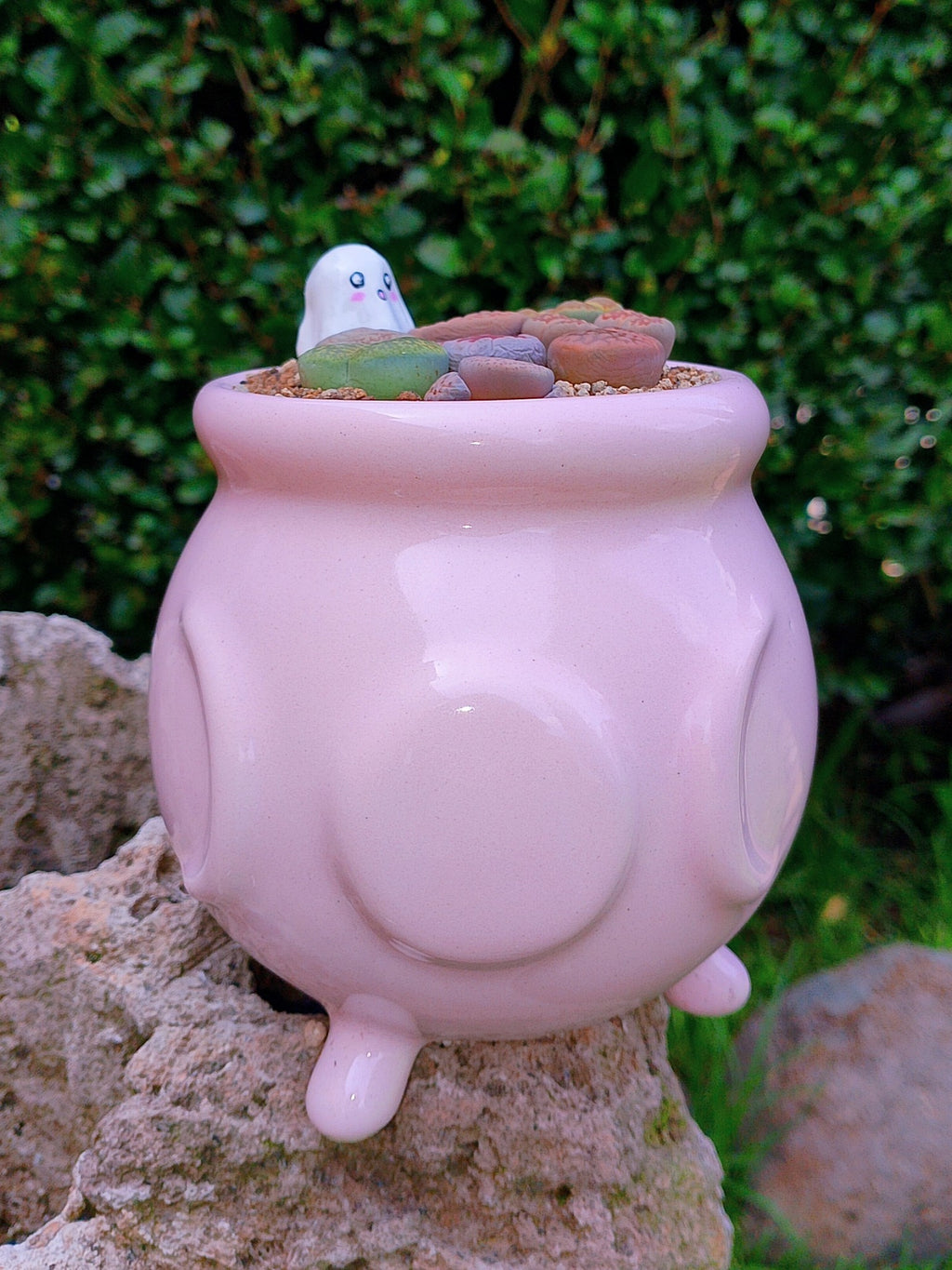 Paquete lithops Mix - Caldero fantasma