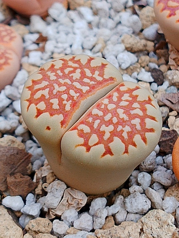C064 	Lithops julii ssp. julii D