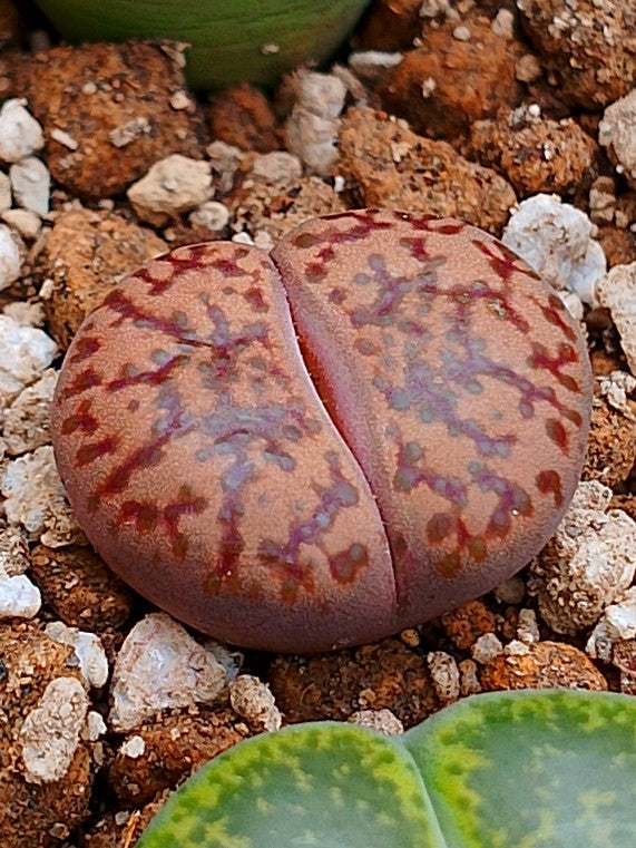 C057 	Lithops bromfieldii v. insularis