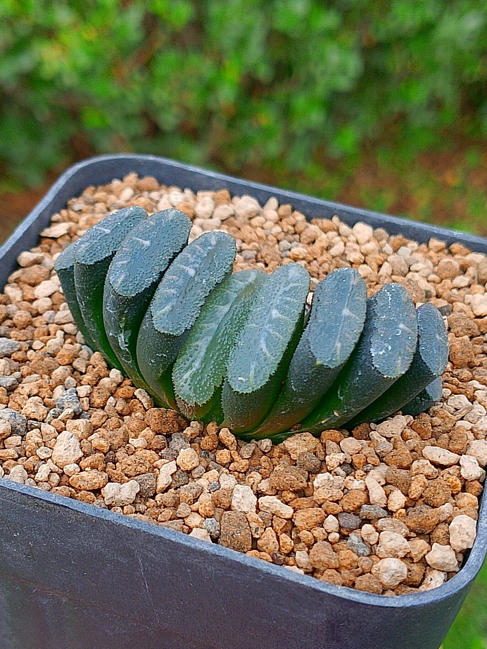 Haworthia truncata | maceta 3.5'