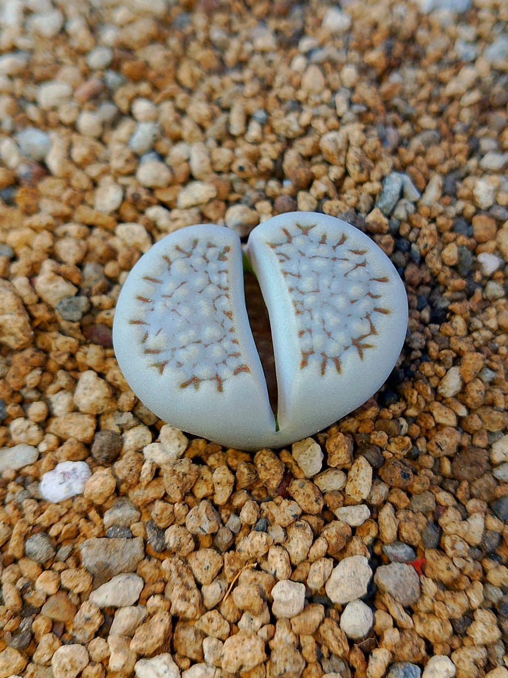 C045 	Lithops hallii v. hallii