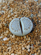 C045 	Lithops hallii v. hallii