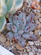 Echeveria Chateau black | maceta 3"