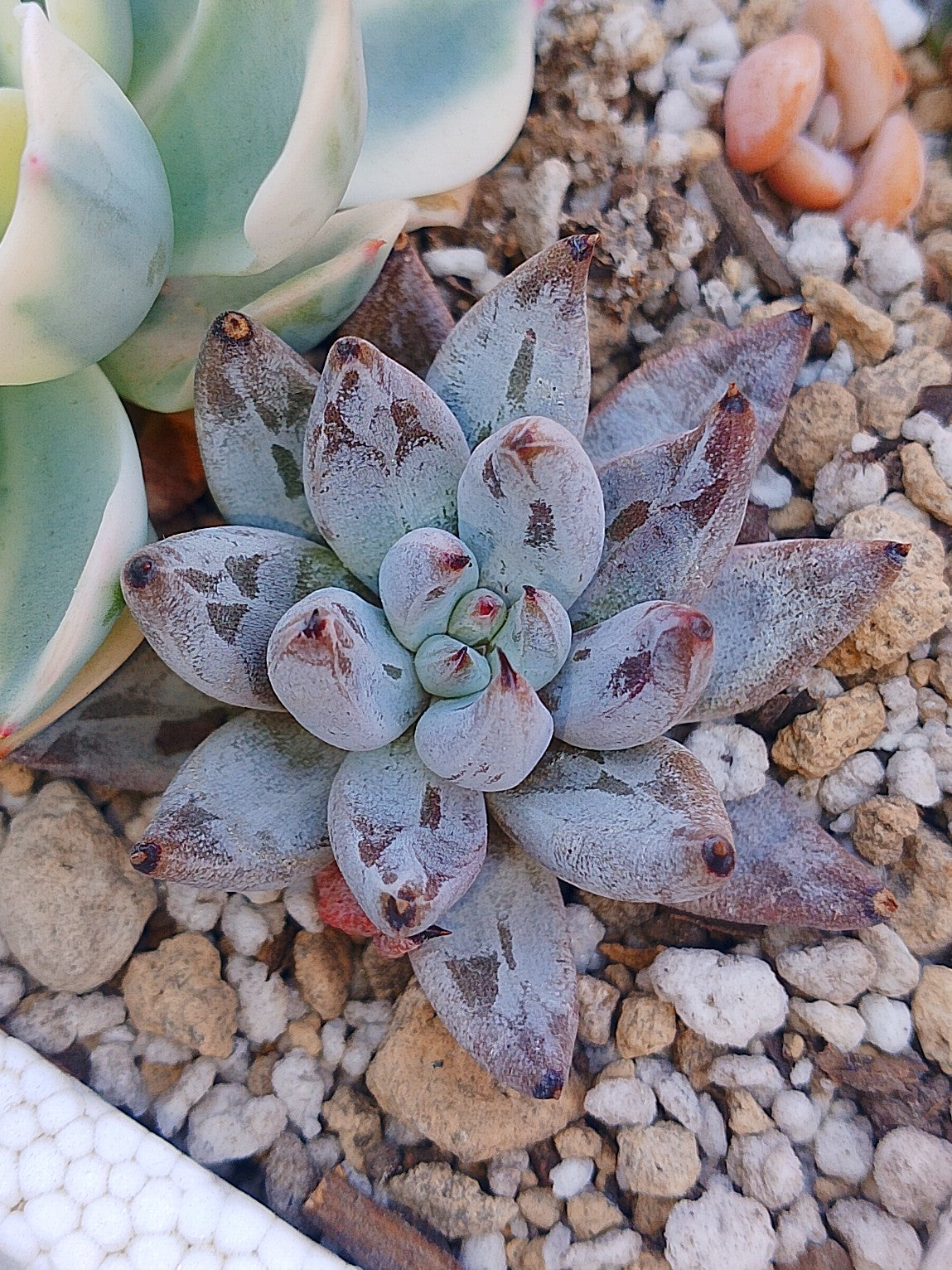 Echeveria Chateau black | maceta 3"