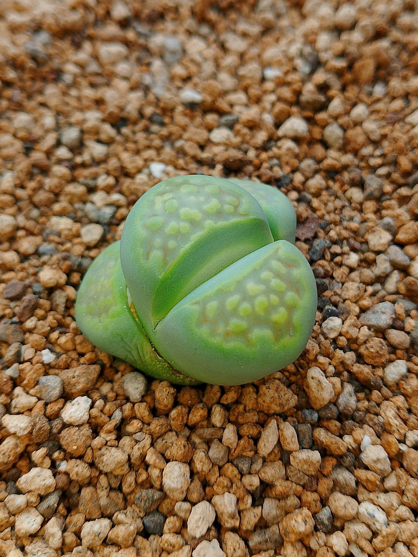 C111A Lithops hallii v. ochracea 'Green Soapstone'