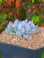 Echeveria Pig noise B | maceta 3"