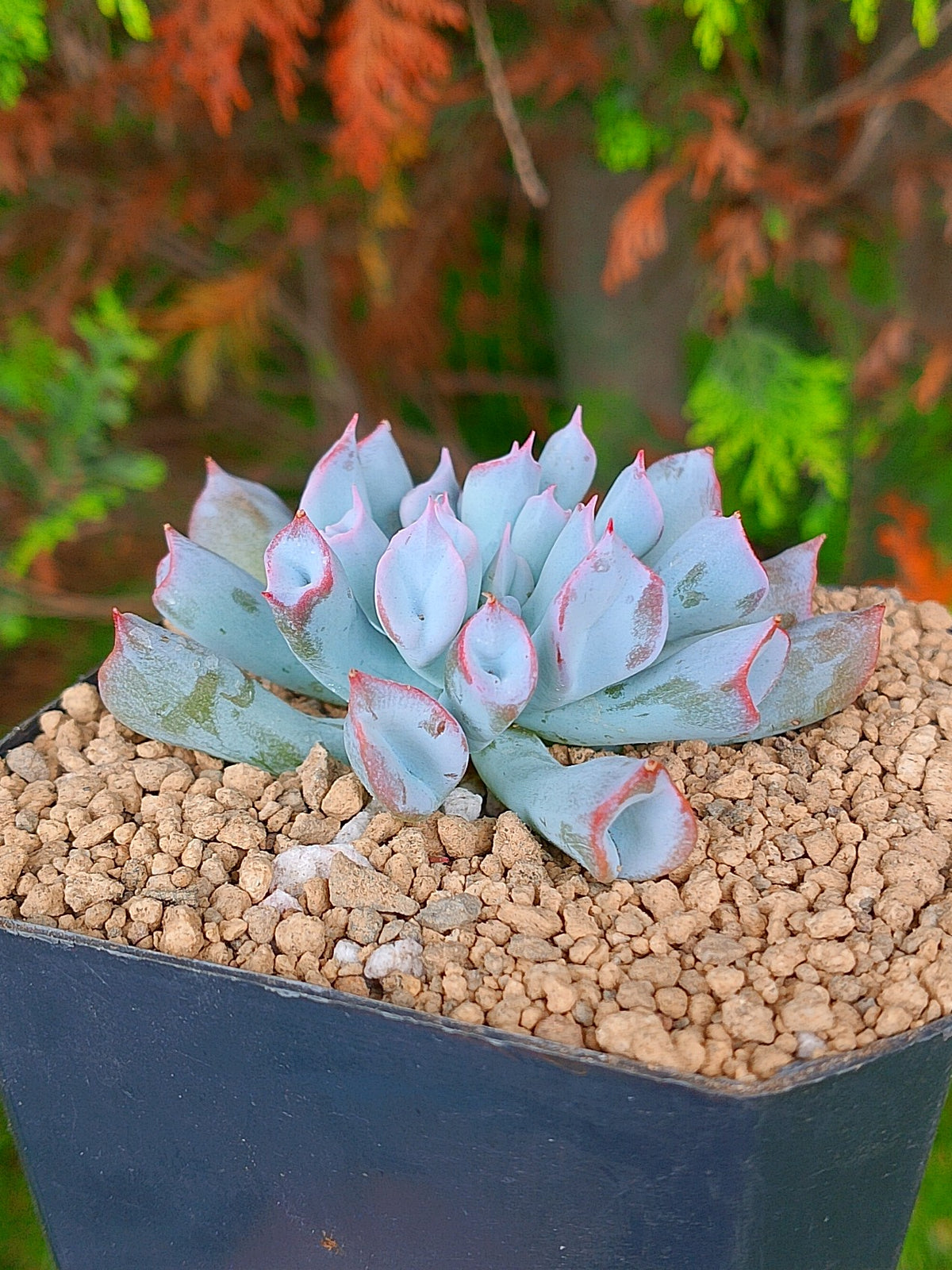 Echeveria Pig noise B | maceta 3"
