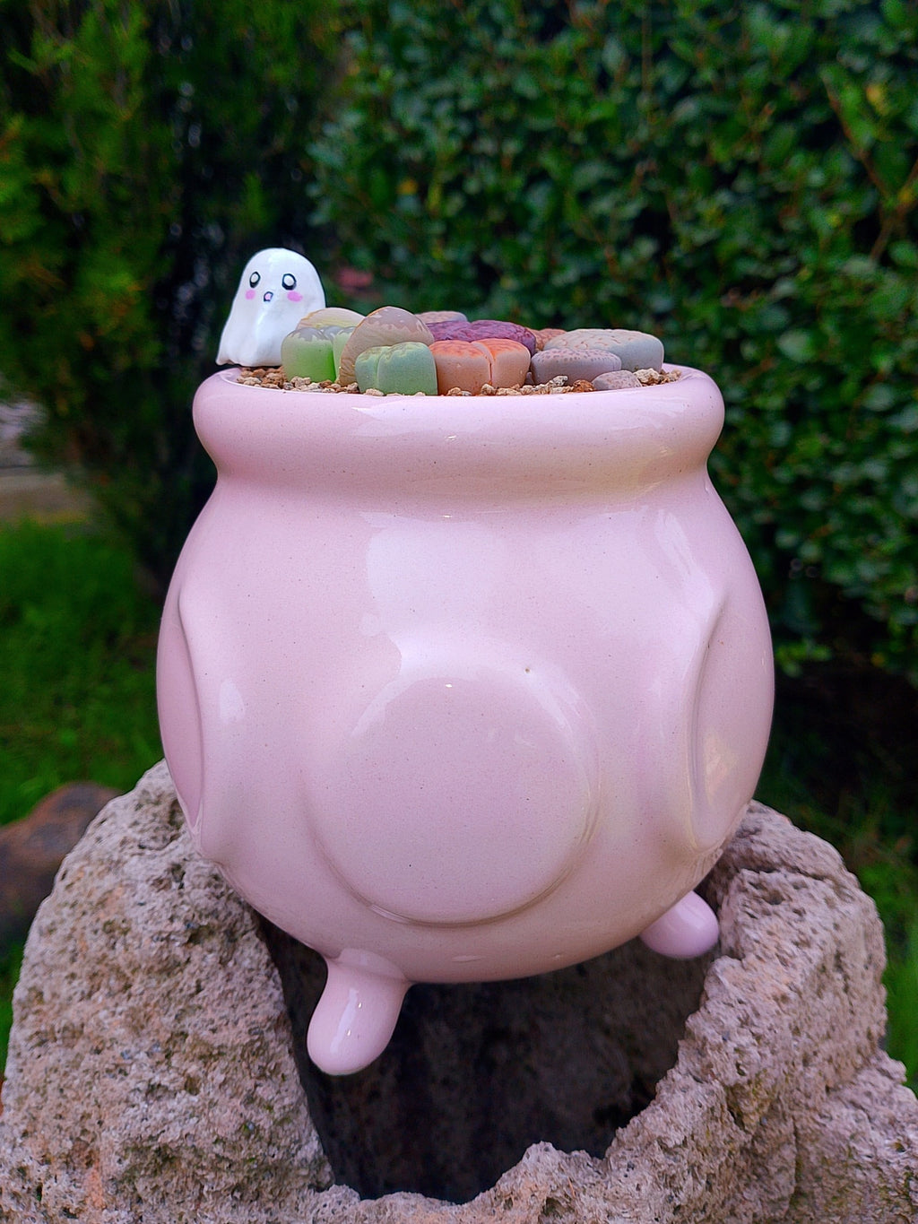 Paquete lithops Mix - Caldero Fantasma