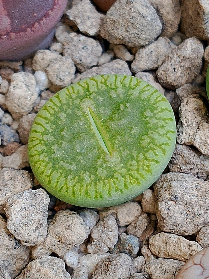 C048A Lithops aucampiae ssp. euniceae cv. 'Bellaketty'