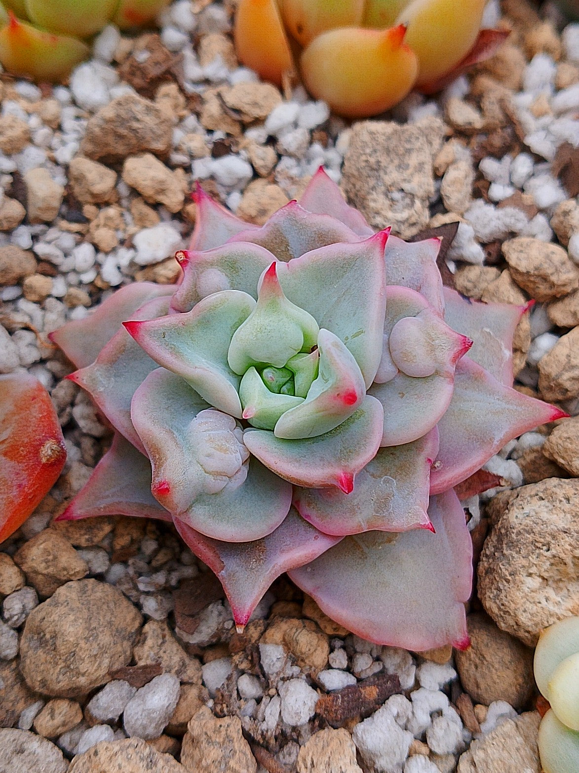 Echeveria Mebina bumps mini | maceta 3"