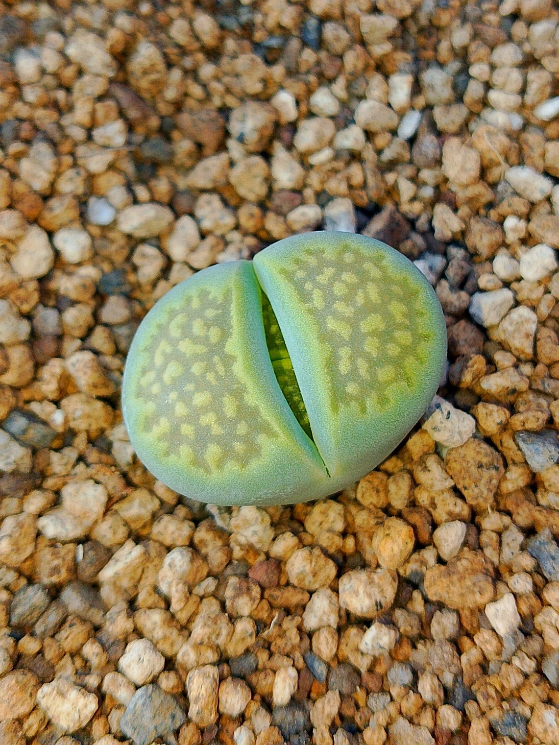 C111A Lithops hallii v. ochracea 'Green Soapstone'