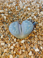 C350 	Lithops otzeniana