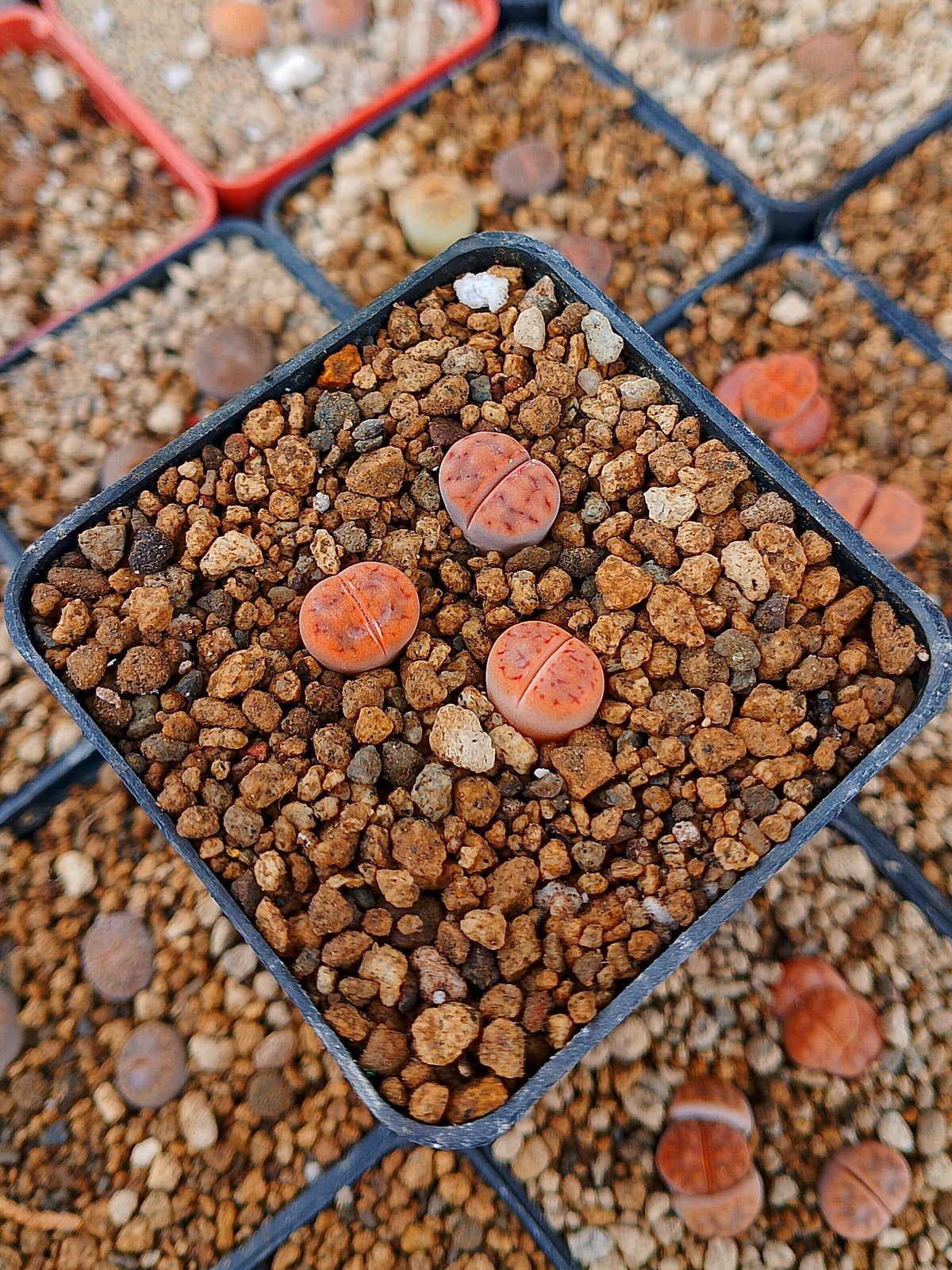 Paquete lithops Mix J | 1 año de edad