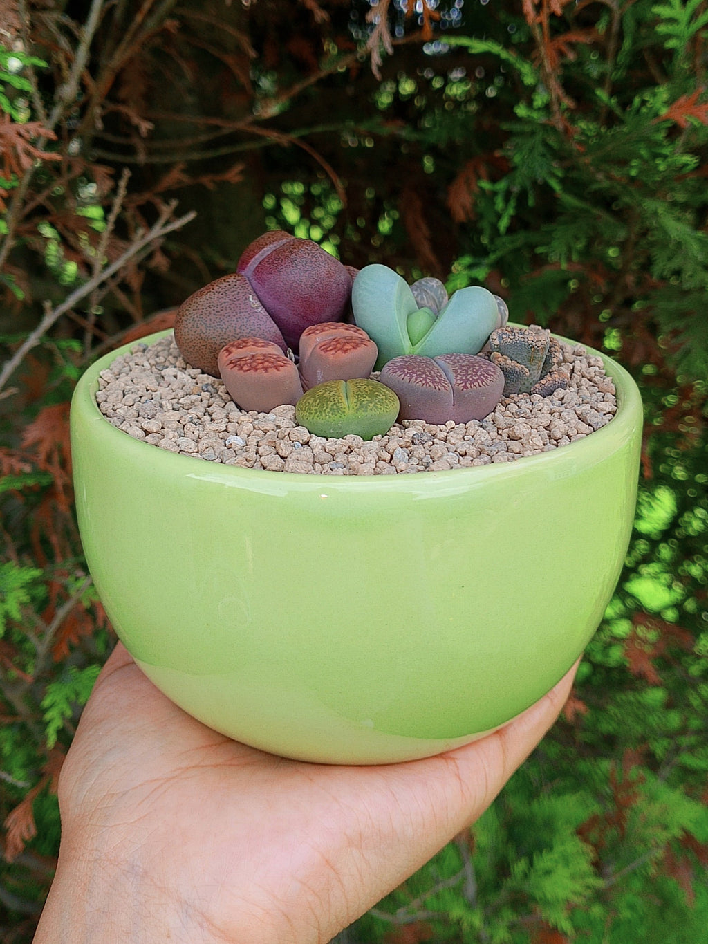 Paquete lithops Mix - circular C