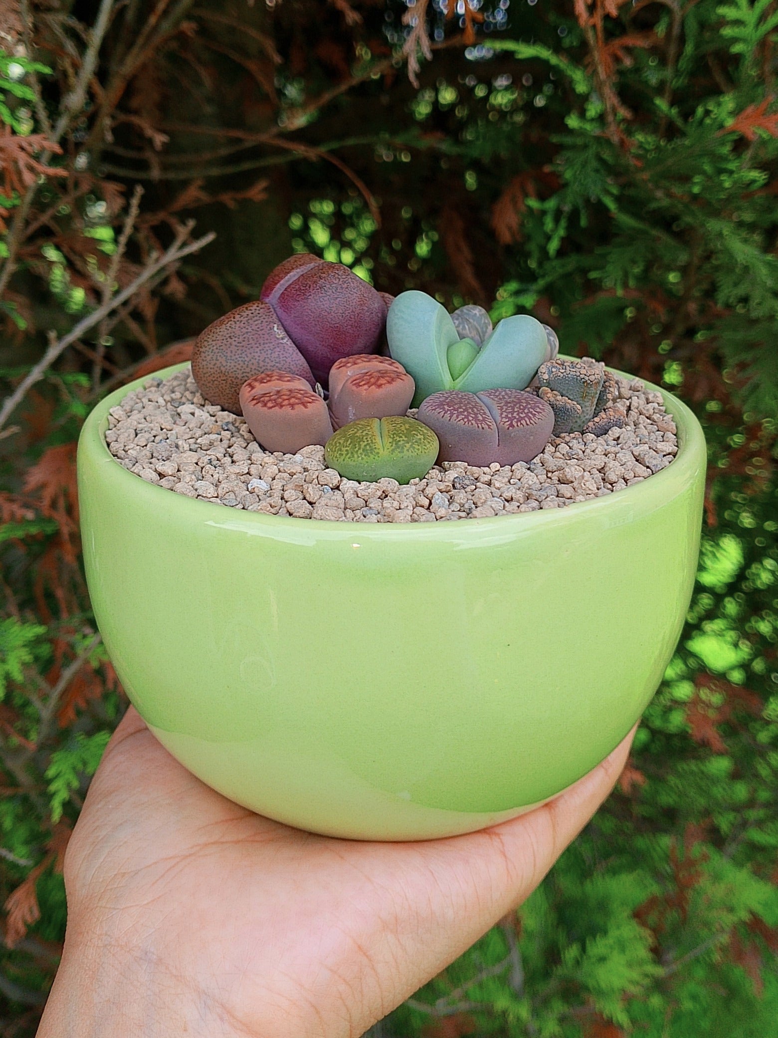 Paquete lithops Mix - circular C
