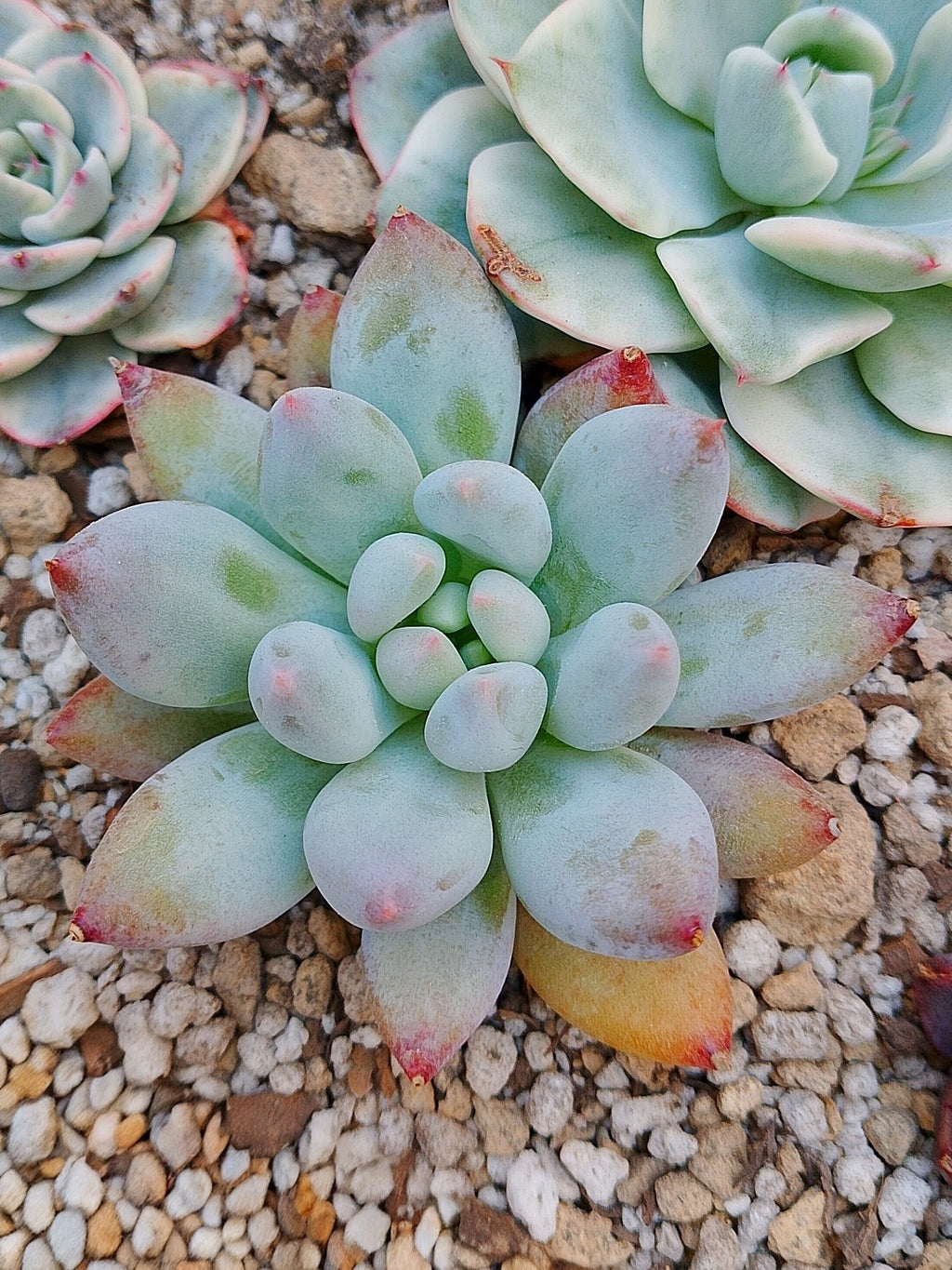 Pachyphytum Hana byul