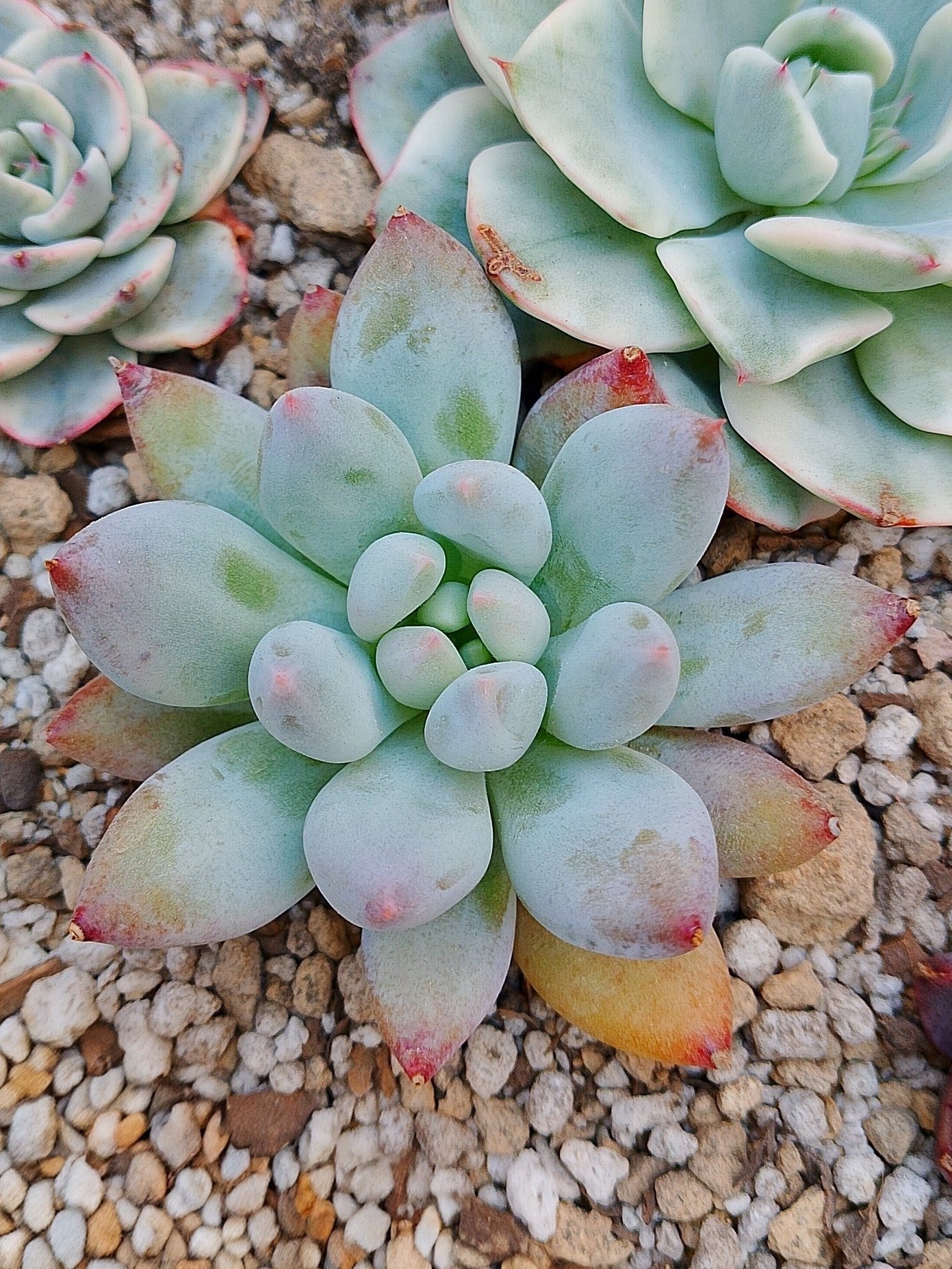 Pachyphytum Hana byul