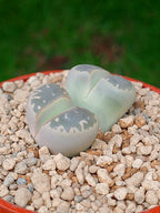 C109 Lithops Olivacea | 2 cabezas
