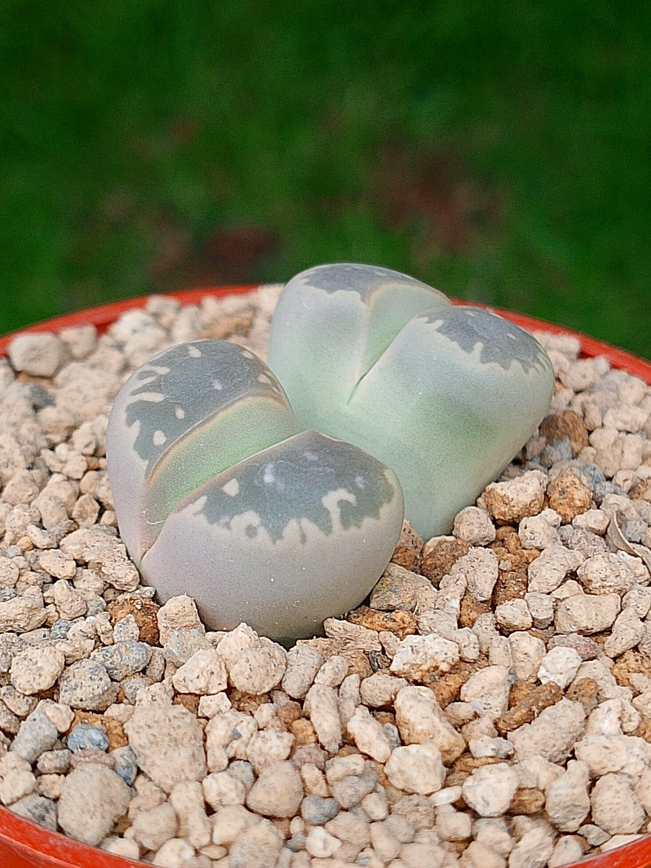 C109 Lithops Olivacea | 2 cabezas