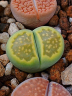 C111A Lithops hallii v. ochracea 'Green Soapstone' A