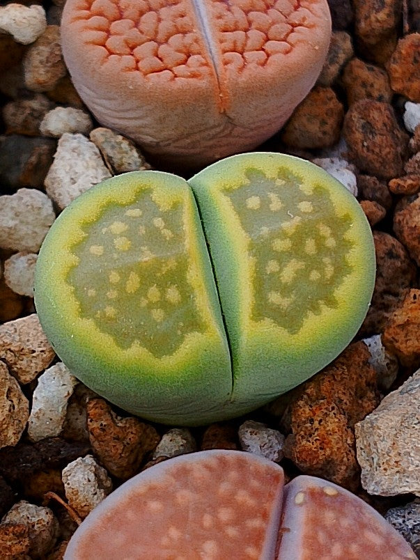 C111A Lithops hallii v. ochracea 'Green Soapstone' A