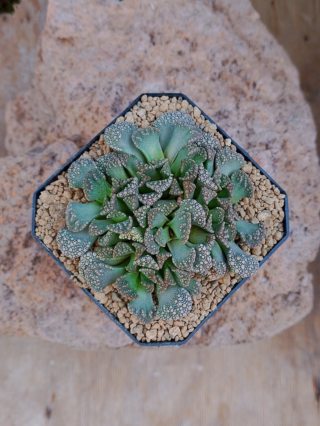 Titanopsis calcarea