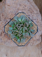 Titanopsis calcarea