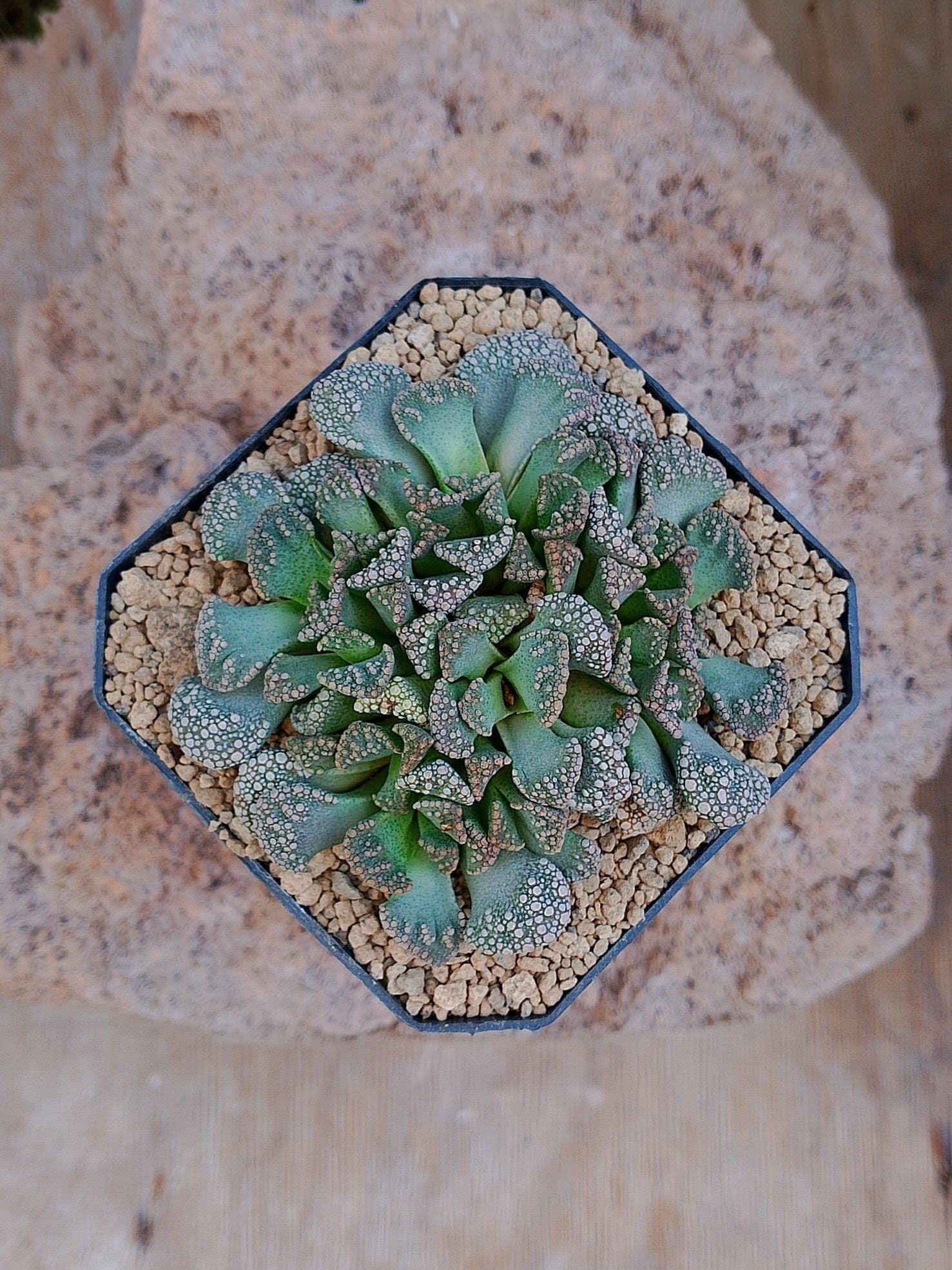 Titanopsis calcarea