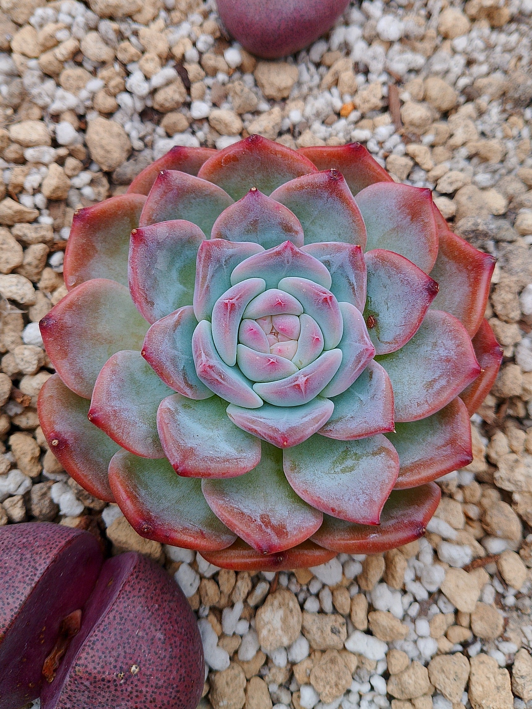 Echeveria Bora Bora | maceta 3.5"