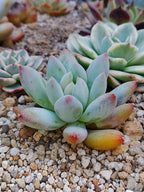 Pachyphytum Hana byul