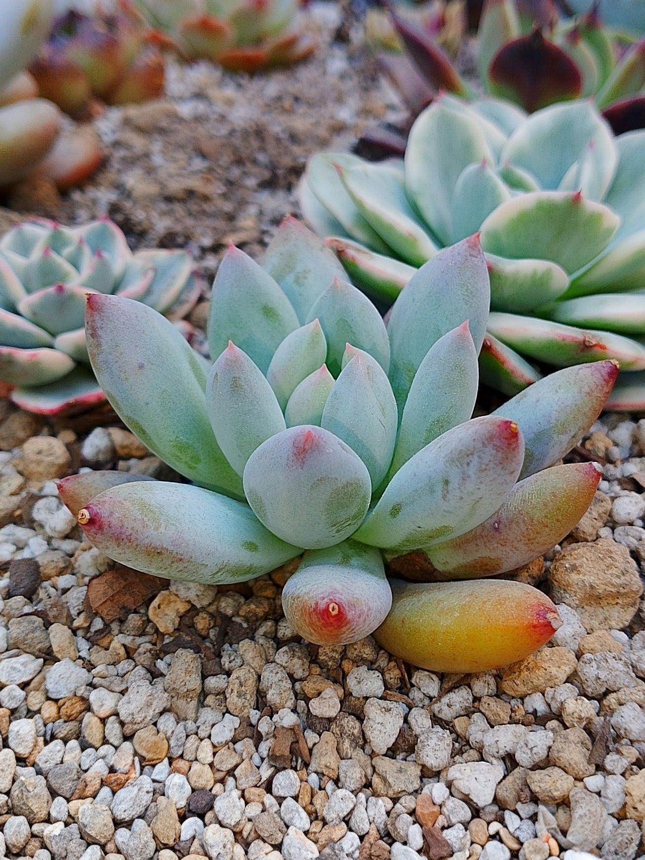 Pachyphytum Hana byul